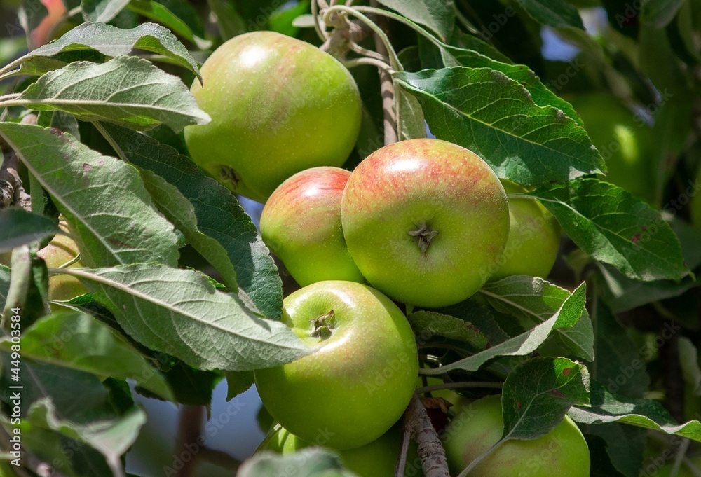a branch with green apples