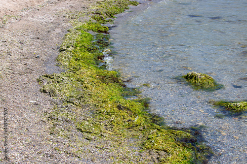 Many algae on the sea beach