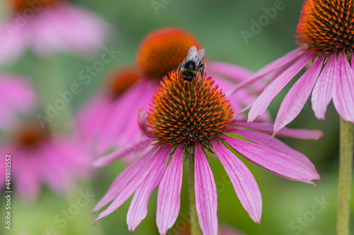 a bumblebee (bombus)sitting and harvesting on an coneflower blossom (echinacea) in full bloom