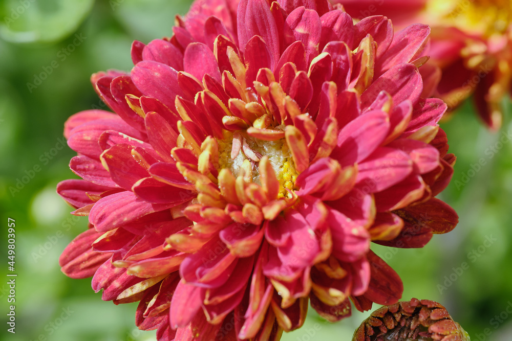 burgundy chrysanthemum flower close up burgundy chrysanthemum flower close up