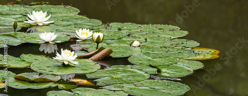 A lotus flower in Yamadaike Park Hirakata Osaka, Japan, May 2021th. photo