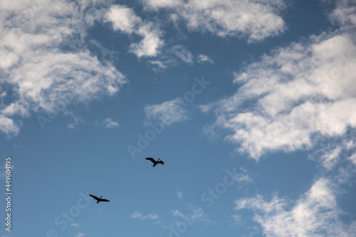 Silhouettes of two geese flying in the sky - blue sky with white clouds © jokuephotography