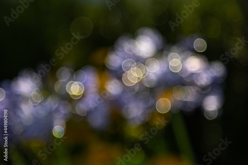 lensflares, blurred bokeh lights in front of dark background for webdesign, backgrounds, compositions and overlays photo