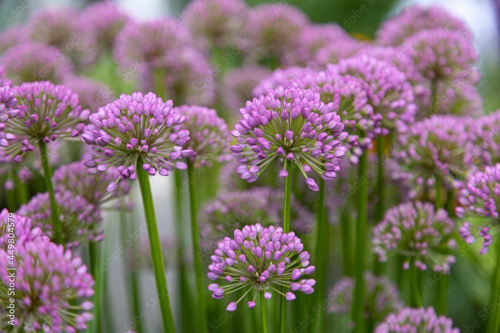 Bunch of velvet allium lusitanicum with buds short before blooming Bunch of velvet allium lusitanicum with buds short before blooming
