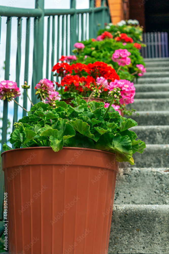Close up of pots with geranium on stones steps. Atmospheric vintage garden and ancient street. Pot with beautiful red and pink flowers on stairs. Upward perspective.