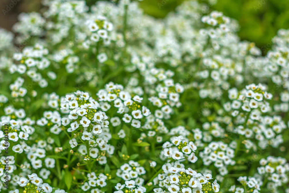 Seaside lobularia or Sea, Primorskaya Gazonnitsa (Lobularia maritima) species of flowering plants of Cabbage family. Beautiful little white flowers, gardening and agriculture.