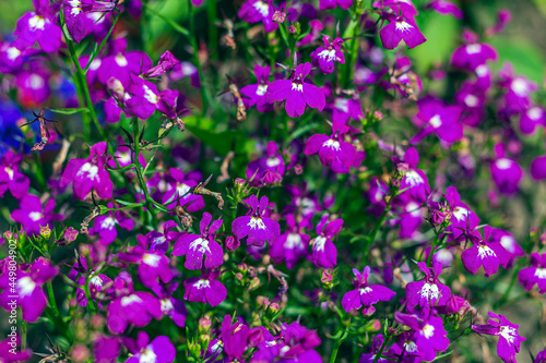 Lobelia erinus long-stemmed is perennial herb, Small purple flowers.