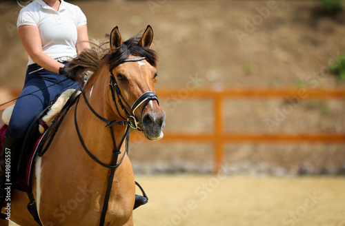 Horse with rider in training, with tightly buckled locking strap..
