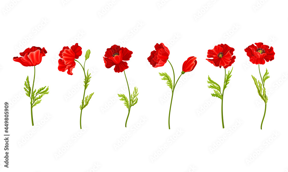 Fototapeta premium Red Poppy as Herbaceous Flowering Plant on Stem Vector Set