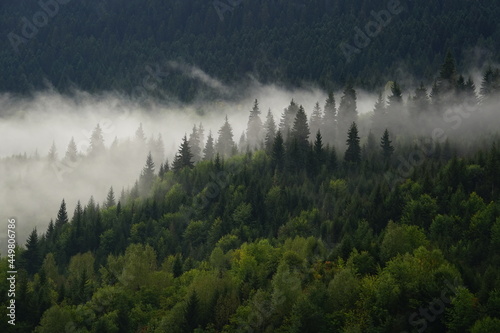 Rain forest view with caucasus mountains, Georgia