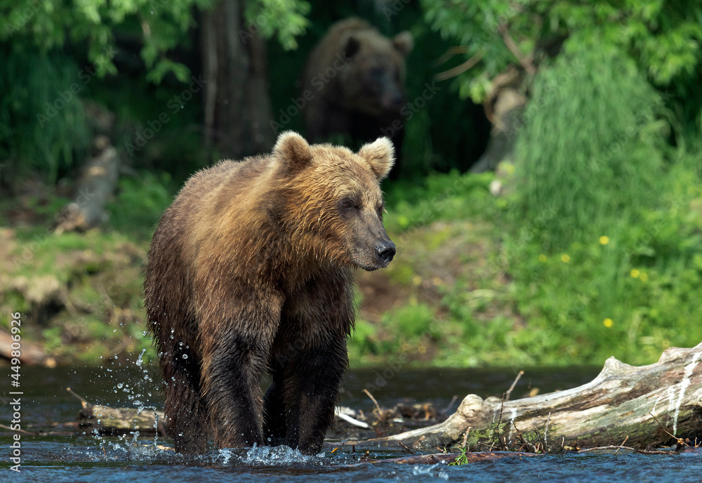 Brown bear on the river fishing for salmon. Brown bear chasing sockeye salmon at a river. Kamchatka brown bear, scientific name: Ursus Arctos Piscator. Natural habitat. Kamchatka, Russia. Brown bear on the river fishing for salmon. Brown bear chasing sockeye salmon at a river. Kamchatka brown bear, scientific name: Ursus Arctos Piscator. Natural habitat. Kamchatka, Russia.