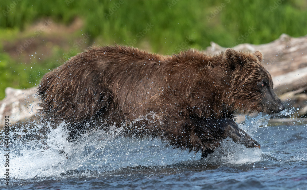 Brown bear running on the river and fishing for salmon. Brown bear chasing sockeye salmon at a river. Front view. Kamchatka brown bear, Ursus Arctos Piscator. Natural habitat. Kamchatka, Russia Brown bear running on the river and fishing for salmon. Brown bear chasing sockeye salmon at a river. Front view. Kamchatka brown bear, Ursus Arctos Piscator. Natural habitat. Kamchatka, Russia
