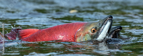 Fotografie, Tablou Sockeye Salmon in the river