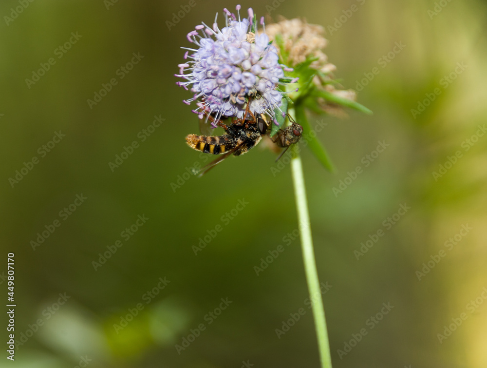 Flies are sitting on a flower upside down Flies are sitting on a flower upside down