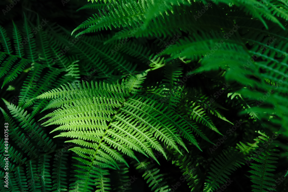 Beautyful ferns leaves background in sunlight. Green foliage natural floral pattern. Selective focus