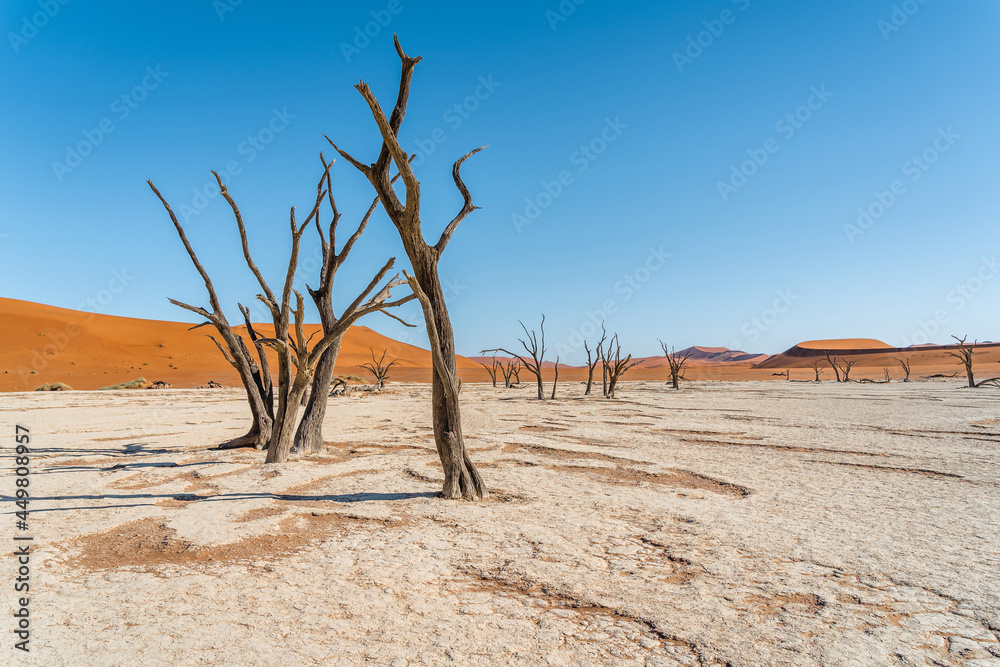 Dead camelthorn trees against towering sand dunes in Deadvlei, Namib-Naukluft National Park, Namibia, Africa.
