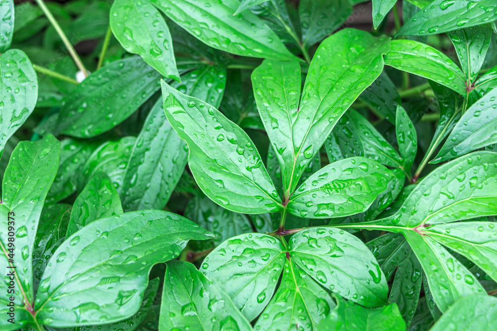 Natural background. Botanical pattern with beautiful fresh green leaves with raindrops for graphic design and wallpaper. Natural background. Botanical pattern with beautiful fresh green leaves with raindrops for graphic design and wallpaper.