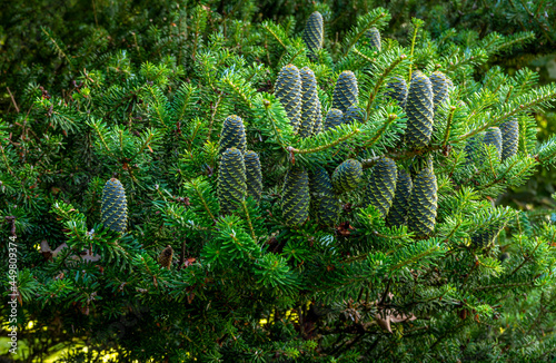Korean fir cones (abies koreana), Poland