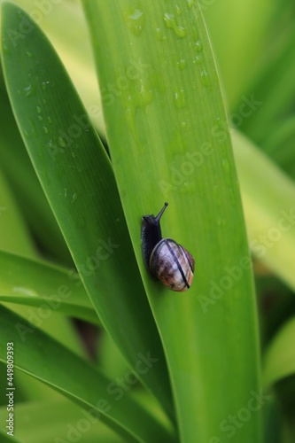 small snail on a green leaf