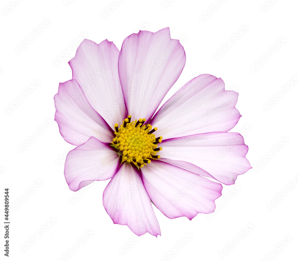 Isolated cosmos flower on white background Isolated cosmos flower on white background