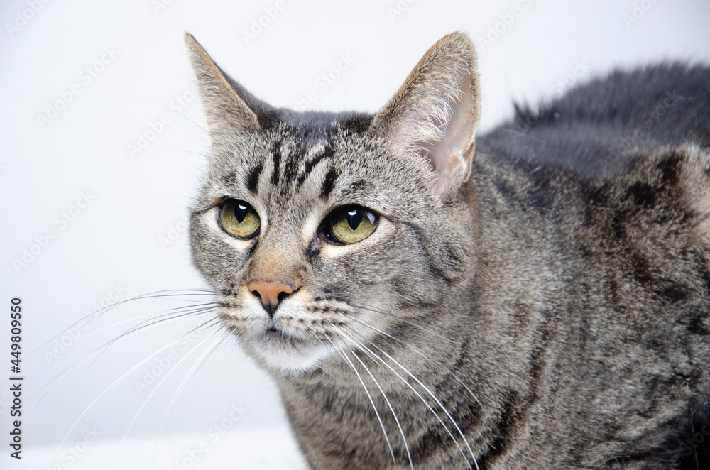 Gatita gris atigrada mirando atenta ojos verdes fondo blanco Gatita gris atigrada mirando atenta ojos verdes fondo blanco