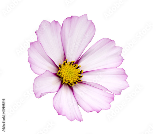 Isolated cosmos flower on white background