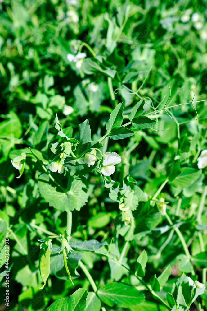 young peas in the garden young peas in the garden