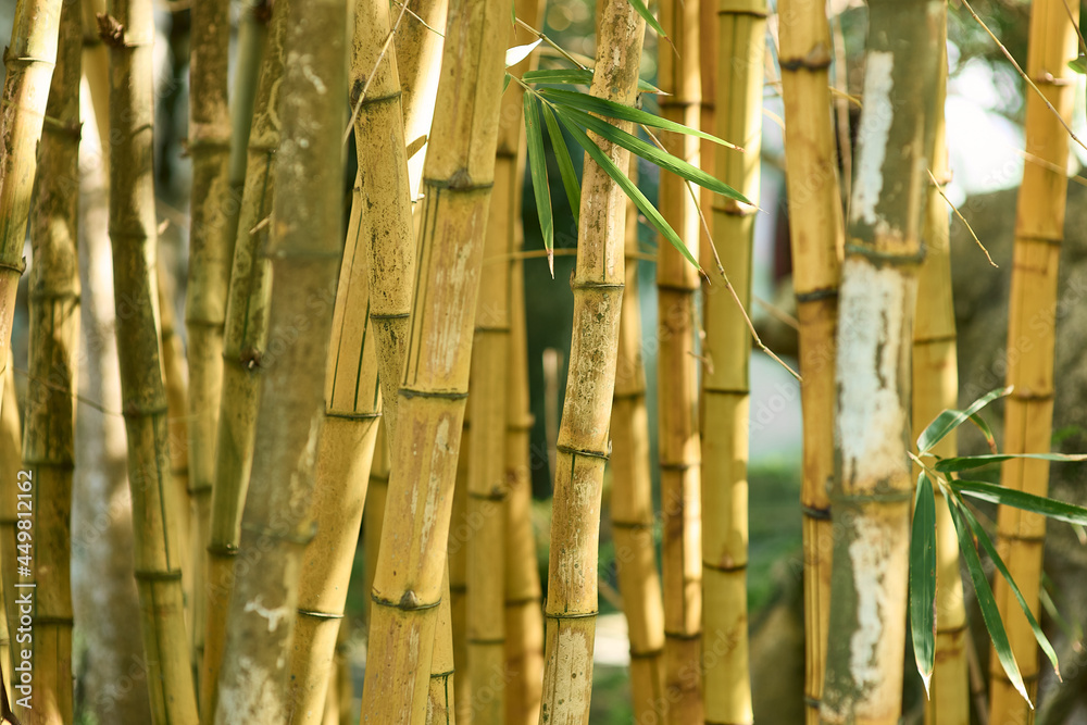 Fototapeta premium yellow bamboo forest background