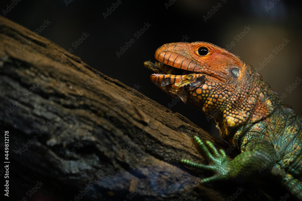 dracena crocodile lizard eats snails Stock Photo Adobe Stock