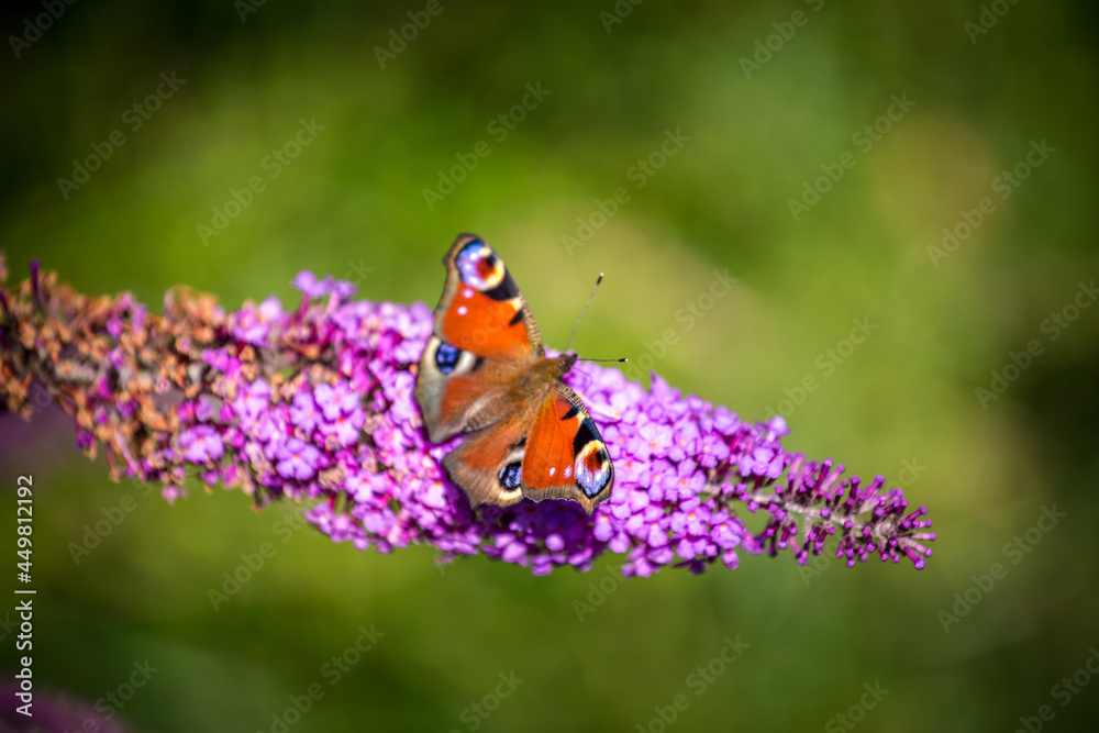 peacock butterfly on a flower peacock butterfly on a flower