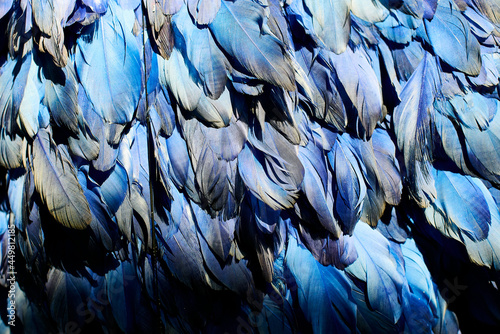 close up of blue bird feathers