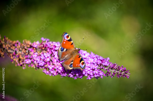 peacock butterfly on a flower