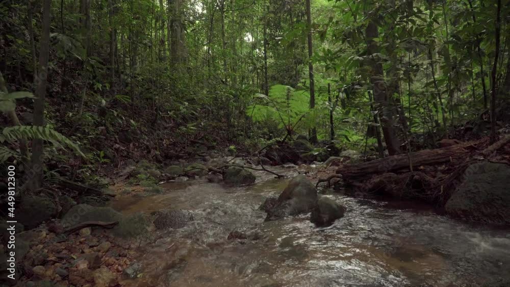 Beautiful dense foliage tree and stream scene in tropical rainforest. Landscape of brook in the mountains. Creek flow in deep woods among rocks and boulders. Rapids waterfalls river flowing in jungle. Beautiful dense foliage tree and stream scene in tropical rainforest. Landscape of brook in the mountains. Creek flow in deep woods among rocks and boulders. Rapids waterfalls river flowing in jungle.