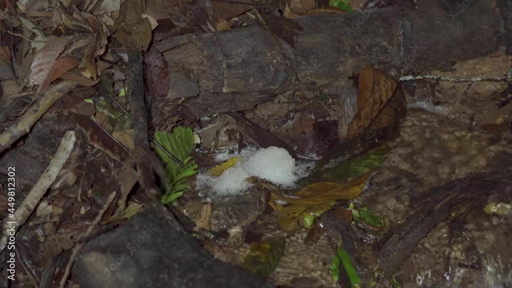 Foam nest of frog's egg floating on the rapids river stream creek water with fallen dried leaves and branch in tropical rainforest. Night safari in forest jungle. Foam nest of frog's egg floating on the rapids river stream creek water with fallen dried leaves and branch in tropical rainforest. Night safari in forest jungle.