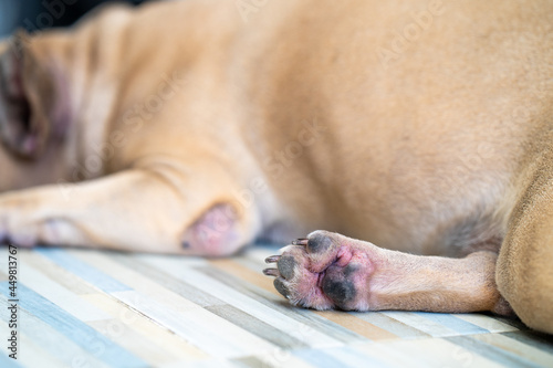 Dog feet with skin disease cause by allergic lying on floor. 