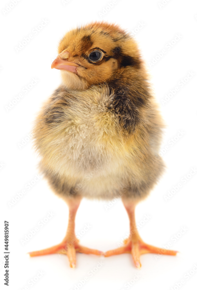 Fototapeta premium Small brown chicken