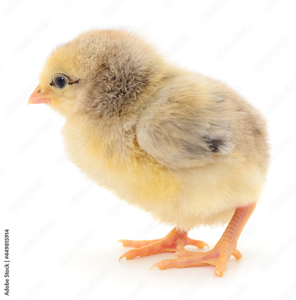 Obraz premium Small yellow chicken