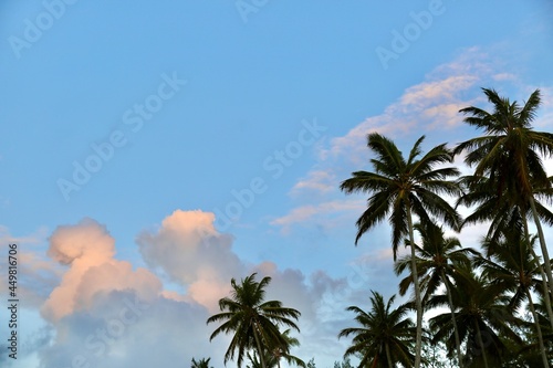 tropical palms on the background of the sky during dawn