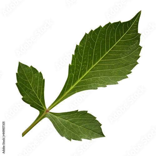 Fotografiet dahlia leaves isolated on a white background.