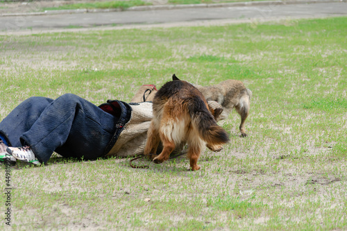 K9 dog training. Attack German and Belgian shepherds. Pets attac photo