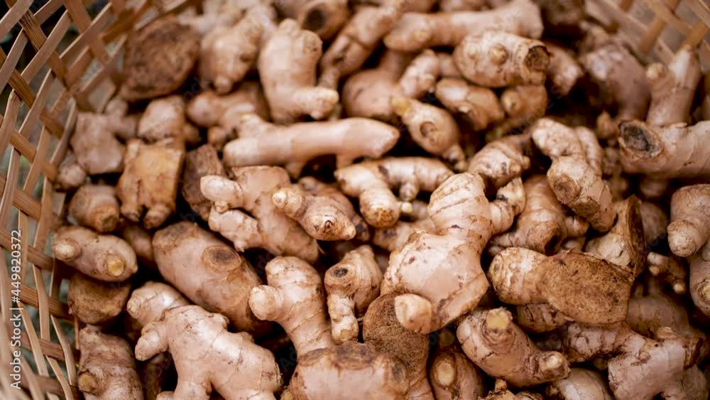 How to grow turmeric, ginger, galangal in an agricultural plot. How to grow turmeric, ginger, galangal in an agricultural plot.