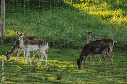 Flock of deers grazing in a meadow.