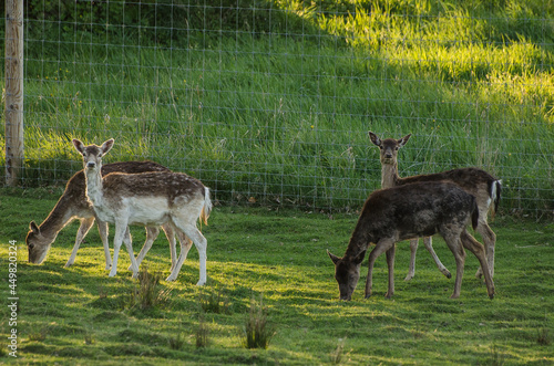 Flock of deers grazing in a meadow. photo