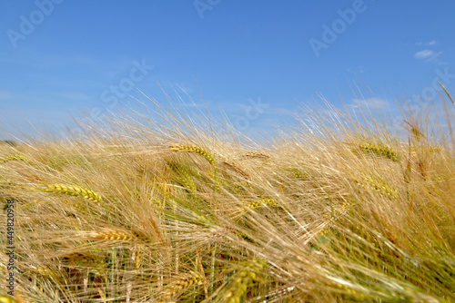 Wallpaper Mural golden ear of wheat growing in a field under blue sky  in summer Torontodigital.ca