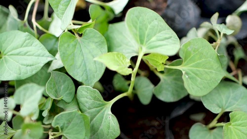 Wallpaper Mural Plu Kaow, a Thai medicinal plant. Torontodigital.ca