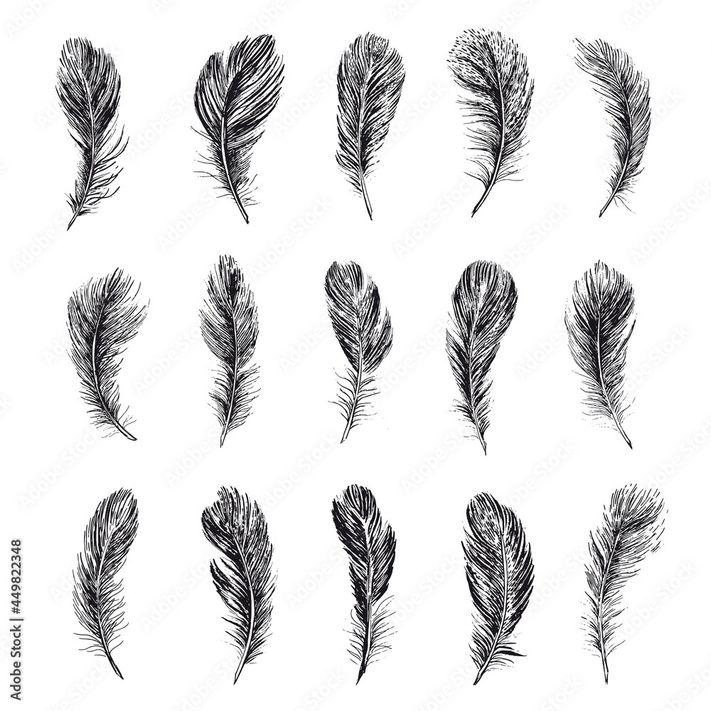 Feathers on white background. Hand drawn sketch style.
Feathers on white background. Hand drawn sketch style.