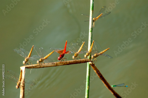 Red Groundling (Brachythemis lacustris) photo