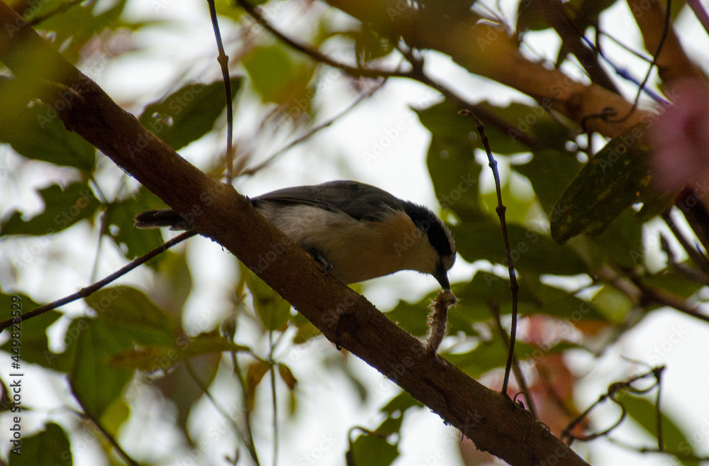 Bocage's Bush-shrike, Chlorophoneus bocagei Bocage's Bush-shrike, Chlorophoneus bocagei