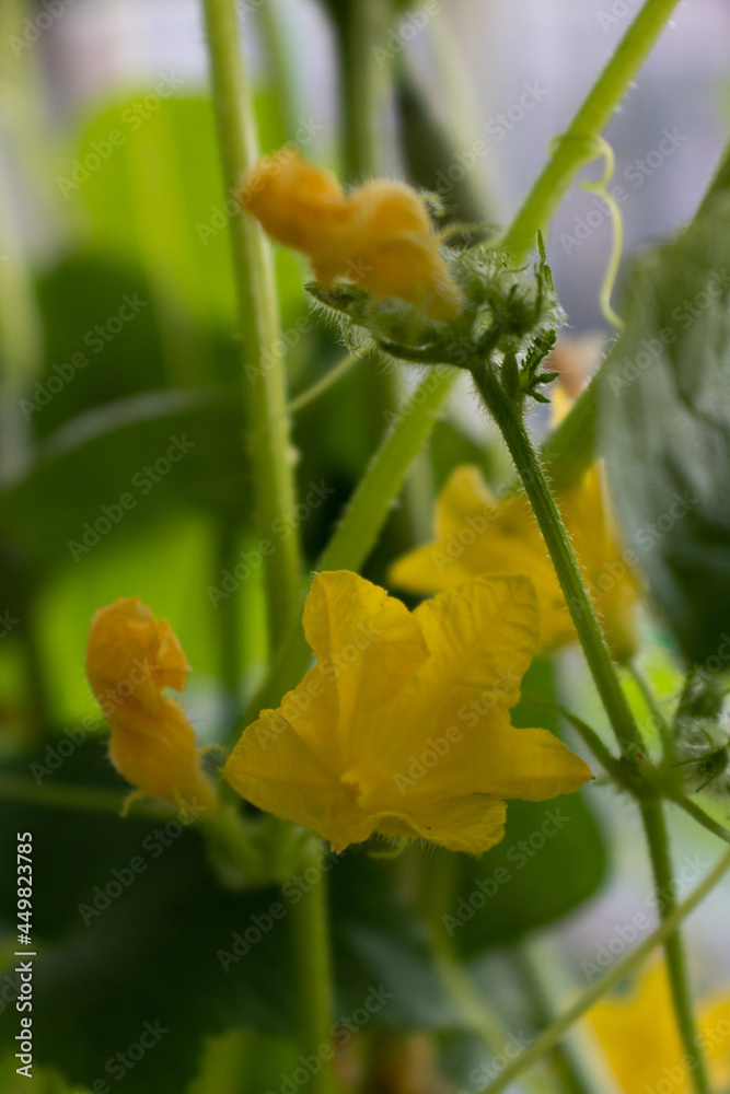 Cucumber yellow flowers in a greenhouse. Selective focus. Cucumber yellow flowers in a greenhouse. Selective focus.