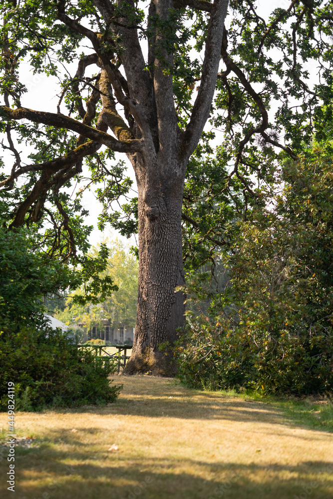 Obraz premium tree in the park